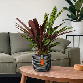 Verkoop Pauwenplant 'Insigne' - Calathea insignis