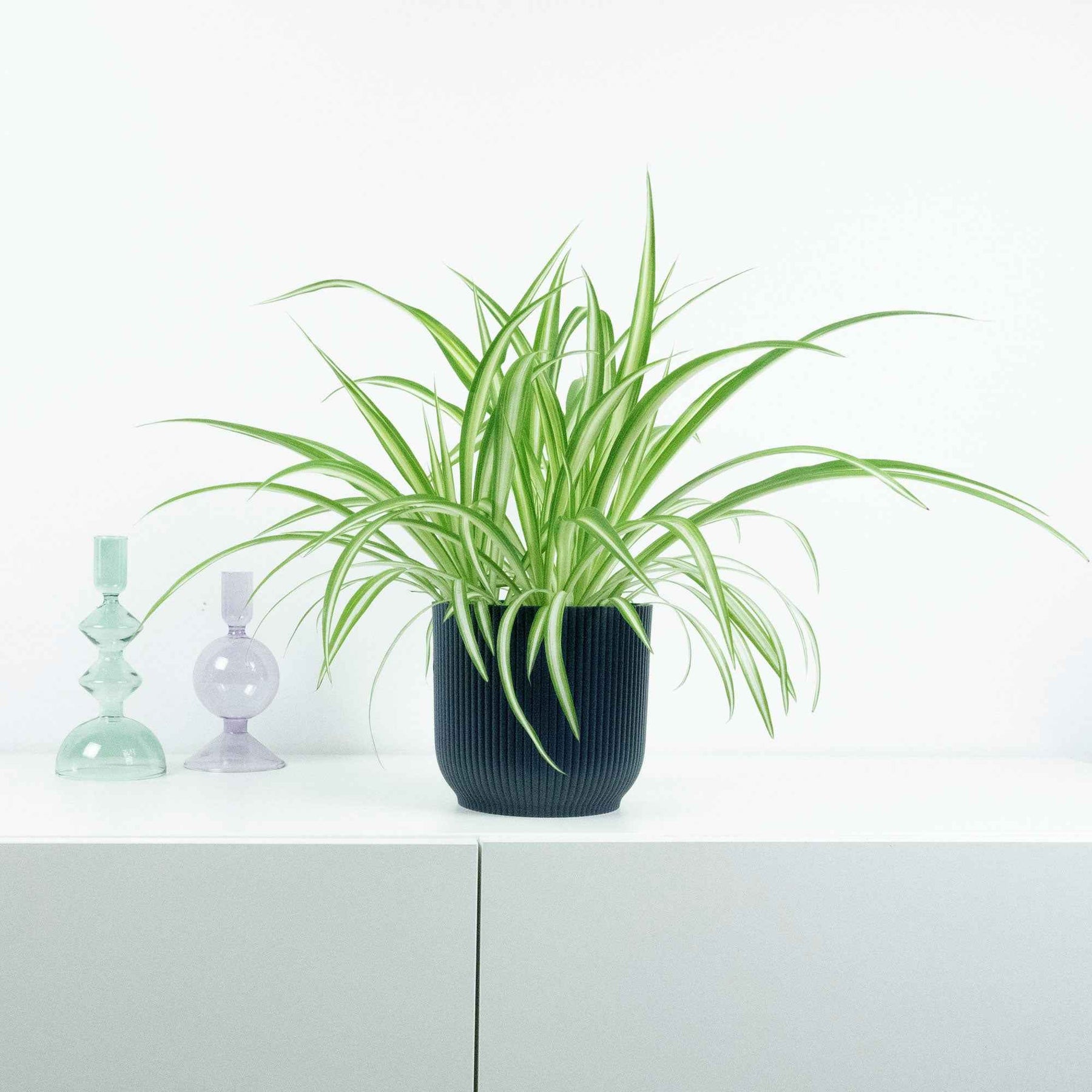 Graslelie 'Vittatum' - Chlorophytum comosum vittatum - Willemse