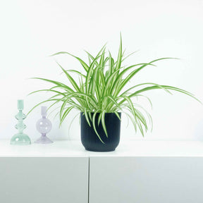 Graslelie 'Vittatum' - Chlorophytum comosum vittatum - Willemse