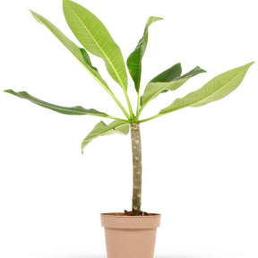 Tempelboom Frangipani Plumeria 'Yellow Pink' Geel-Roze - Plumeria rubra yellow pink