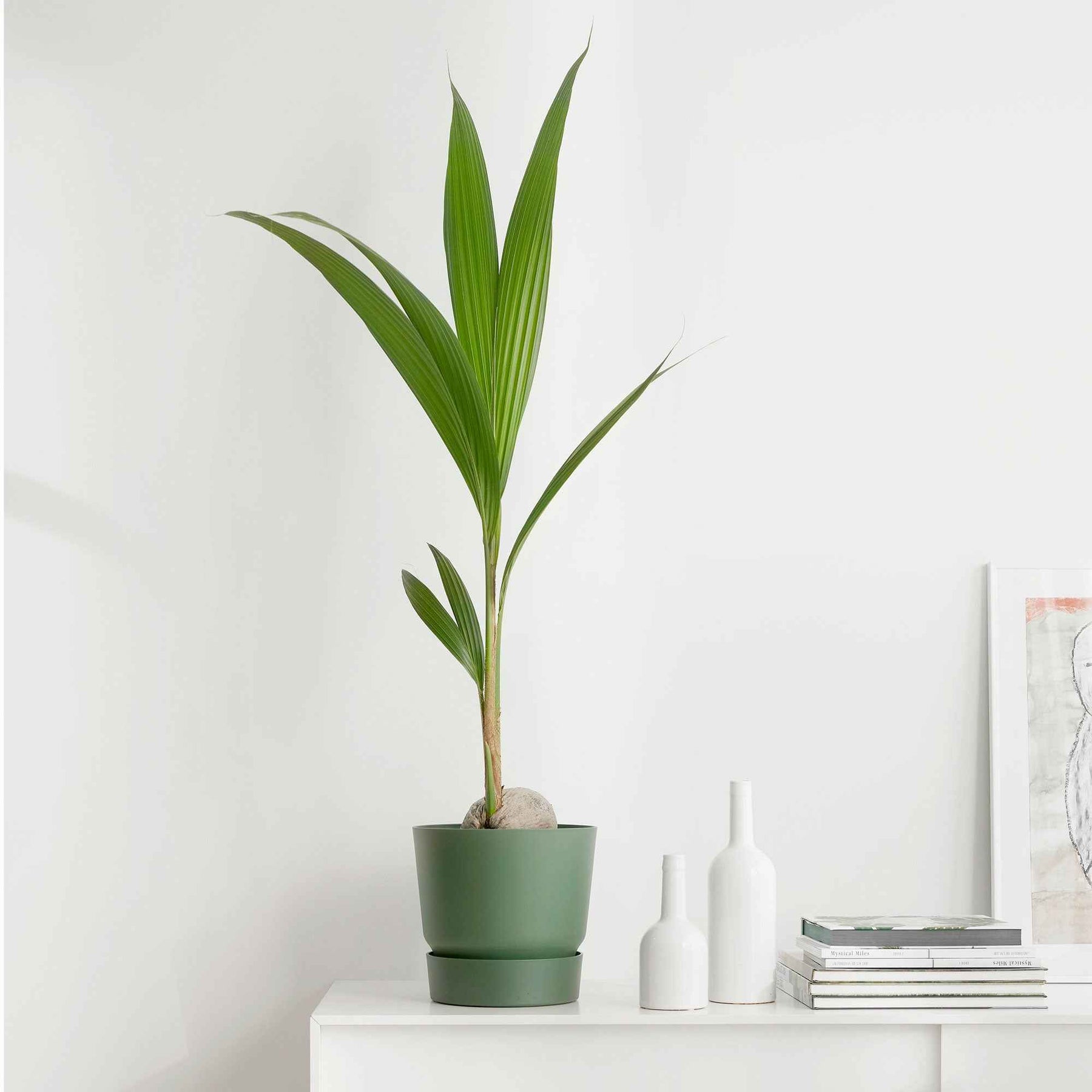 Kokospalm Cocos nucifera - Willemse