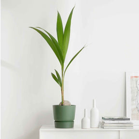 Kokospalm Cocos nucifera - Willemse