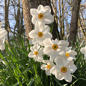 Narcissus 'Fortune', 'Rijnveld Early Sensation', 'Actaea' - Maanden Narcissen collectie (x30) - Narcissen