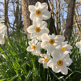 Narcissen poeticus 'Actea' (x10) - Narcissus poeticus Actea - Willemse