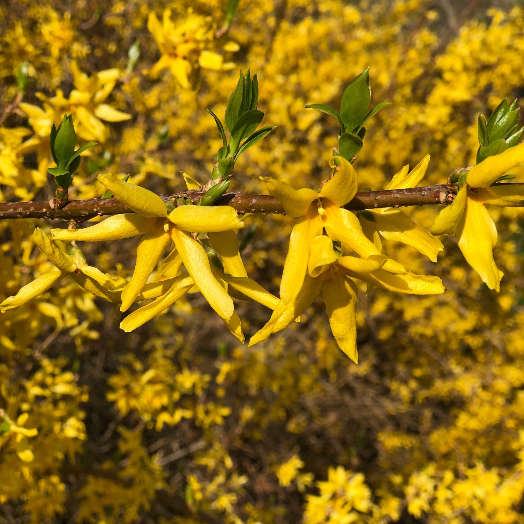 Collectie van heesters : Forsythia en Judasboom (x2)