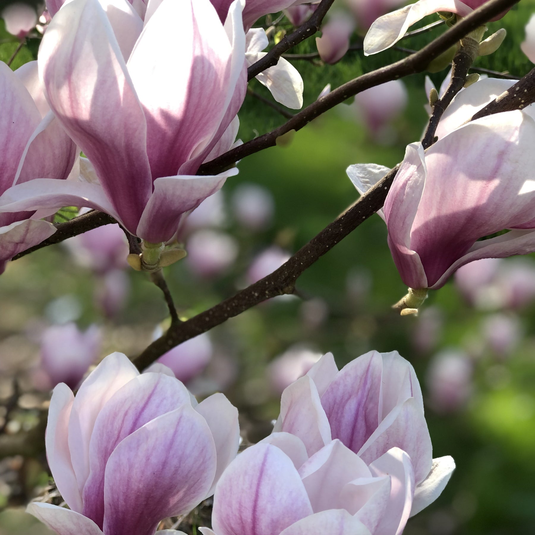 Magnolia - Magnolia - Magnolia soulangeana