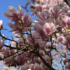 Magnolia - Magnolia soulangeana - Willemse