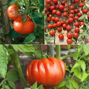 Klassieke tomatenplanten Mix - Willemse