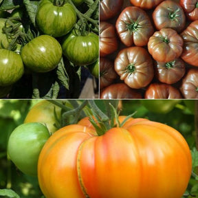 Originele tomatenplanten Mix - Willemse