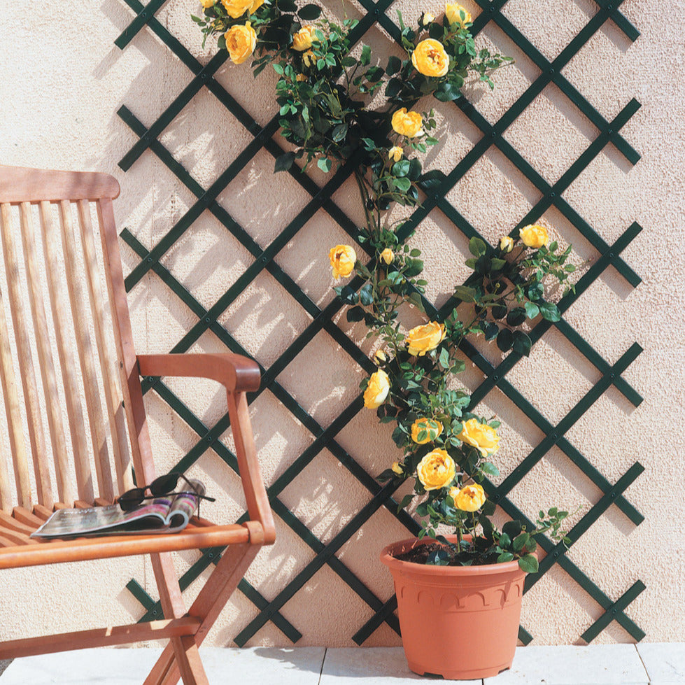 Verlengbare trellis voor klimplanten. Muurbevestigingsset inbegrepen - Willemse