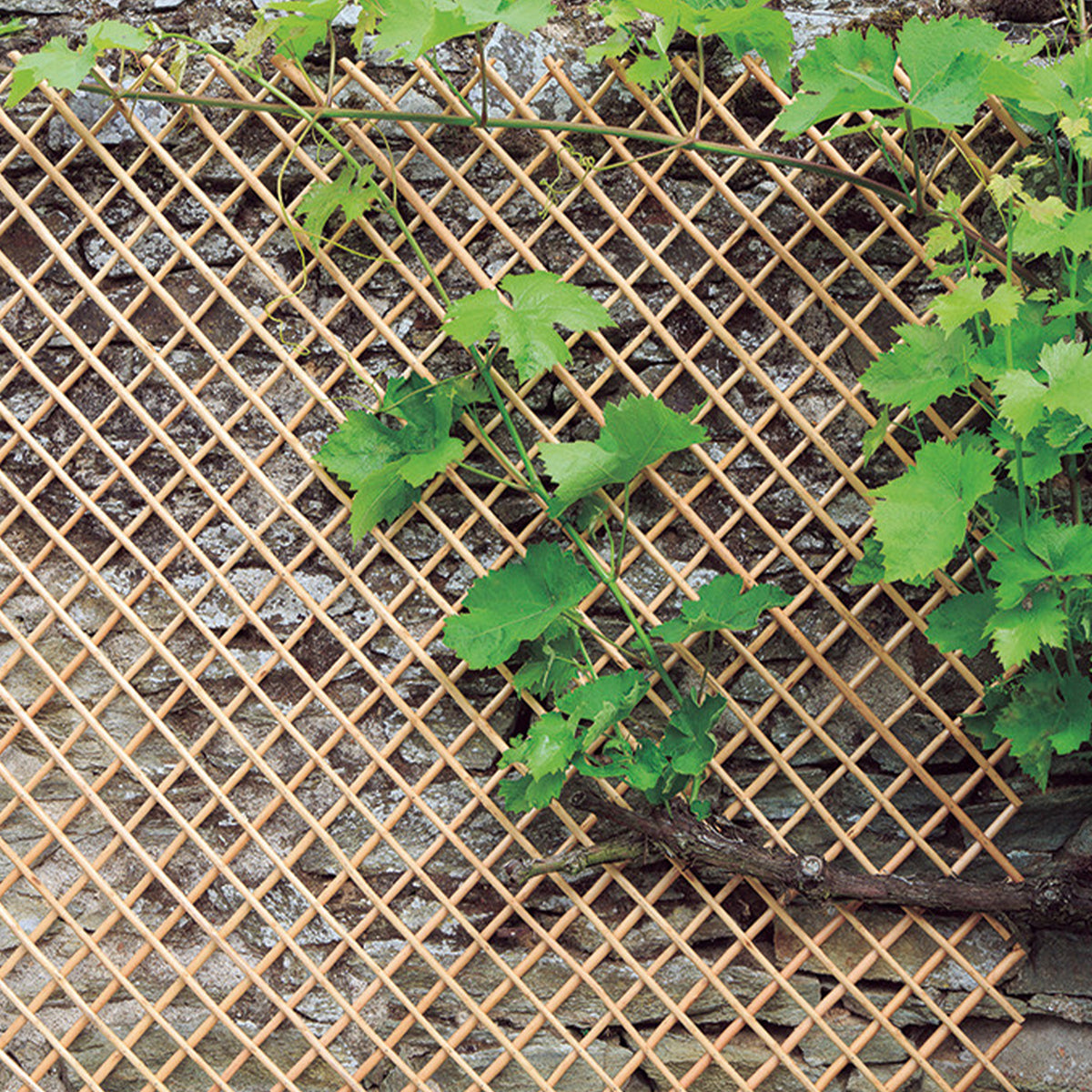 Verlengbare trellis van geschilde natuurlijke wilgentenen - Willemse