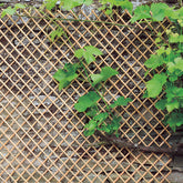 Verlengbare trellis van geschilde natuurlijke wilgentenen - Willemse