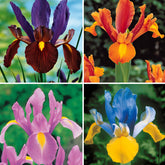 Hollandse Iris Mix (x40) - Willemse