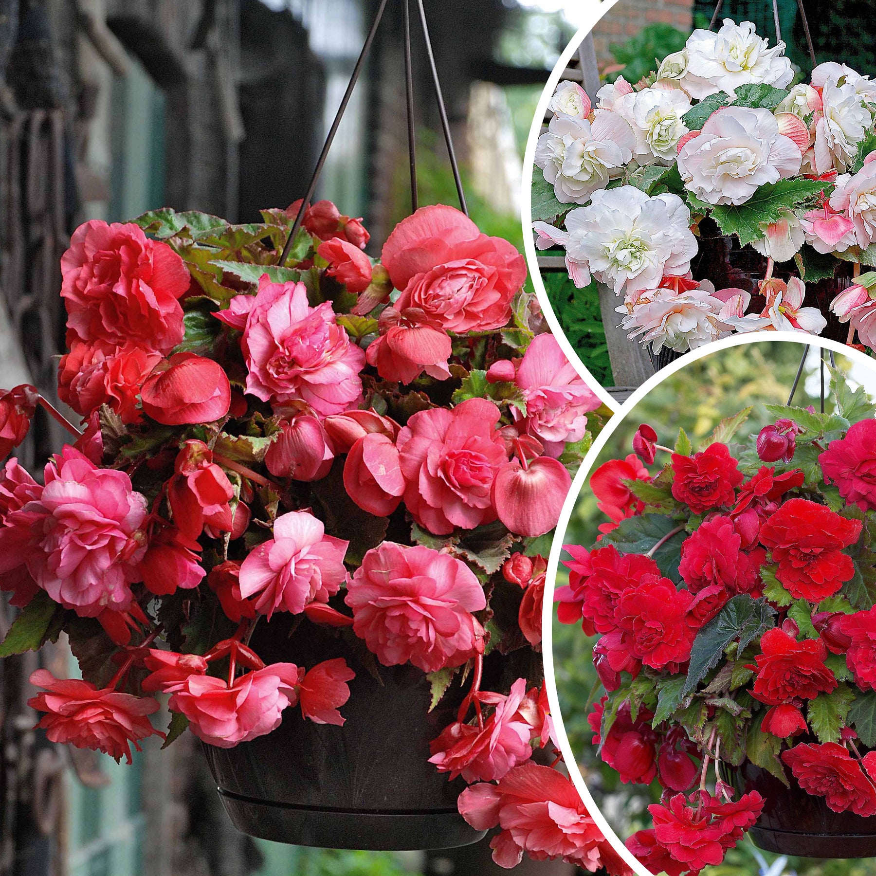 Geurende begonia Mix 'Red Glory' + 'Angelique' + 'Pink Delight' (x9) - Willemse