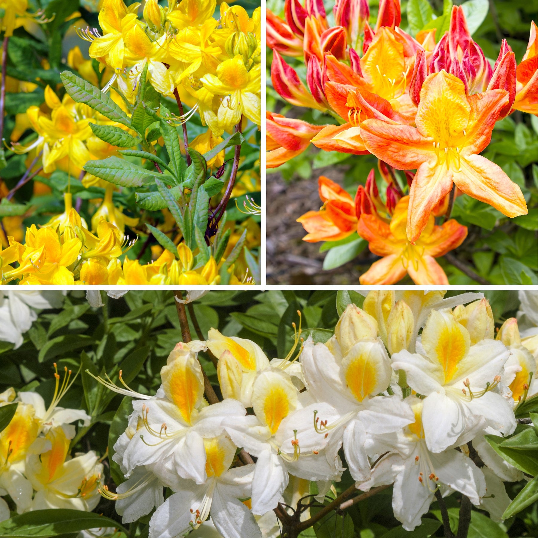Azalea Mix - oranje + geel + wit - Willemse