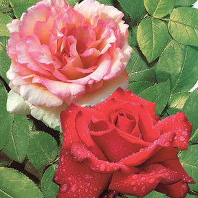 Ziekteresistentie rozenmix (x2) - Rosa Grande Amore, Souvenir de Baden Baden - Tuinplanten