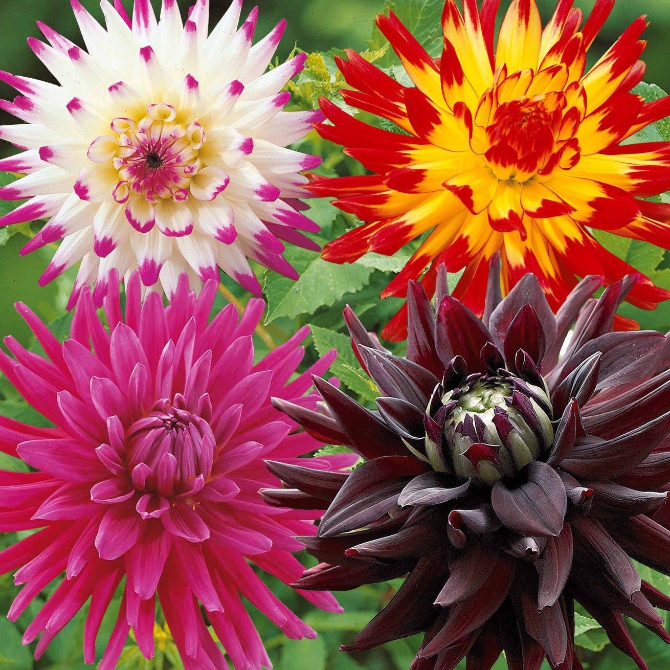 Cactus Dahlia Mix (x8) - Willemse