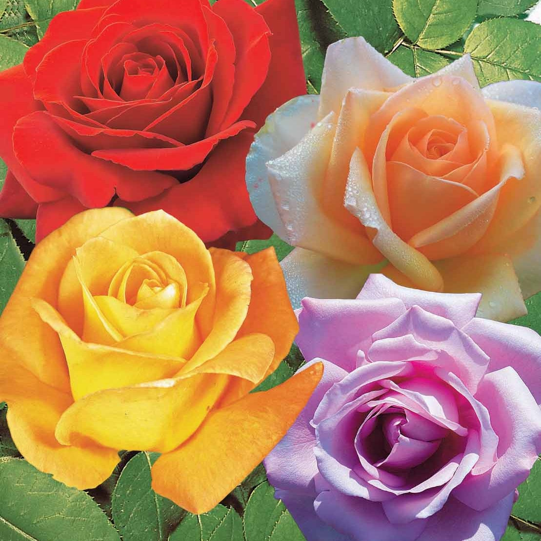 Rozenmix 'Malaga' + 'Blue Moon' + 'Magic Parfum' (x4) - Willemse