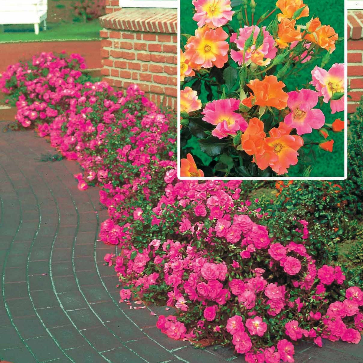 Bodembedekkende roos Mix 'Happy Chappy' + 'Mirato' (x6) - Willemse