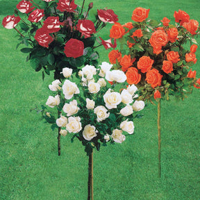 Stamroos Mix 'Ramona' + 'Korbin' + 'Orisia' (x3) - Rosa 'ramona', 'korbin', 'osiria'