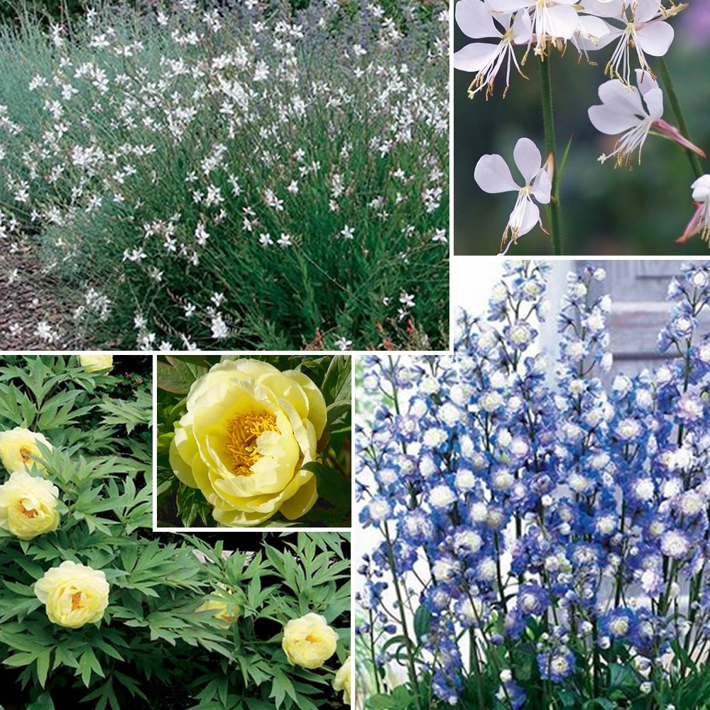 Verkoop Vaste planten Mix pastelkleuren - Paeonia itoh bartzella, delphinium bolero, gaura lindheimeri