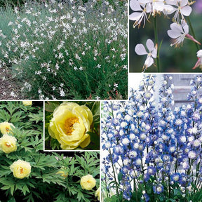 Verkoop Vaste planten Mix pastelkleuren - Paeonia itoh bartzella, delphinium bolero, gaura lindheimeri