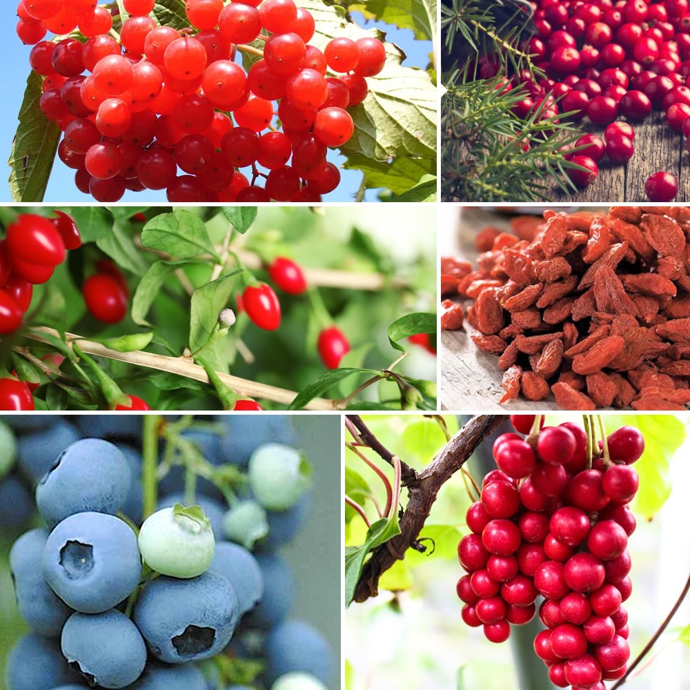 Verkoop Fruitstruik Mix 'Bomvol Vitamine'