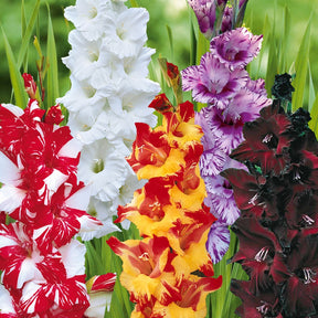 Grootbloemige gladiool Mix (x50) - Gladiolus 'zizanie', 'stéréo', 'belle de nuit', 'p - Willemse