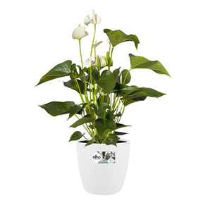 Elho Bloempot Brussels rond - wit