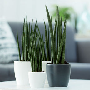 Onderhoud en Materiaal  - Elho Bloempot Brussels rond - wit - 