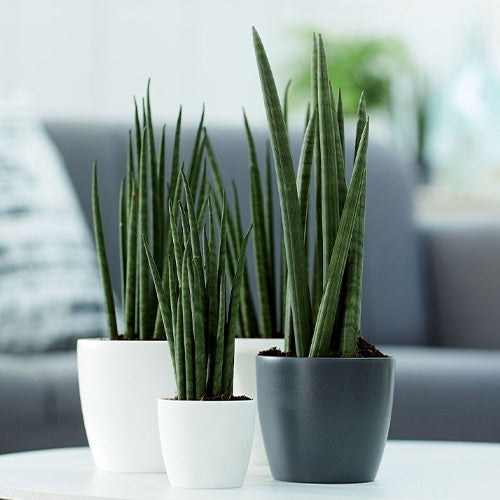 Onderhoud en Materiaal  - Elho Bloempot Brussels rond - wit - 