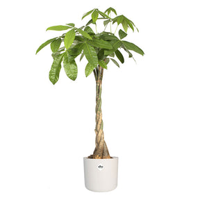 Elho Bloempot Brussels rond - wit