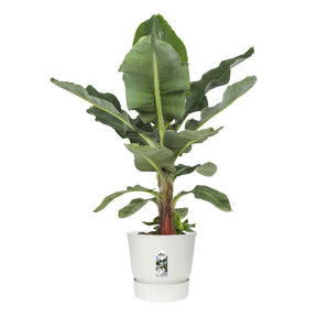 Bloempot Elho greenville wit