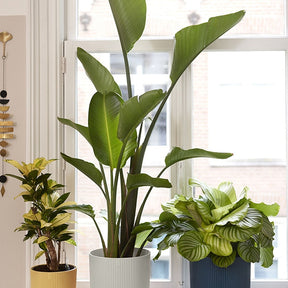 Bloempot Elho vibes fold zijdewit