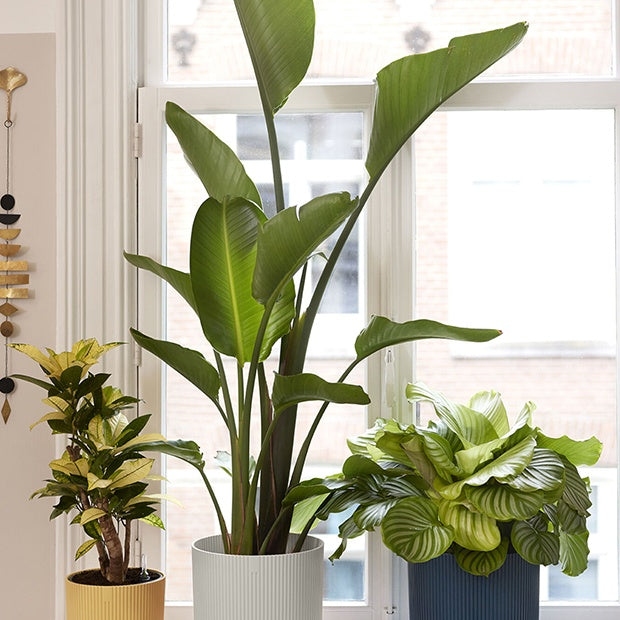 Bloempot Elho vibes fold zijdewit