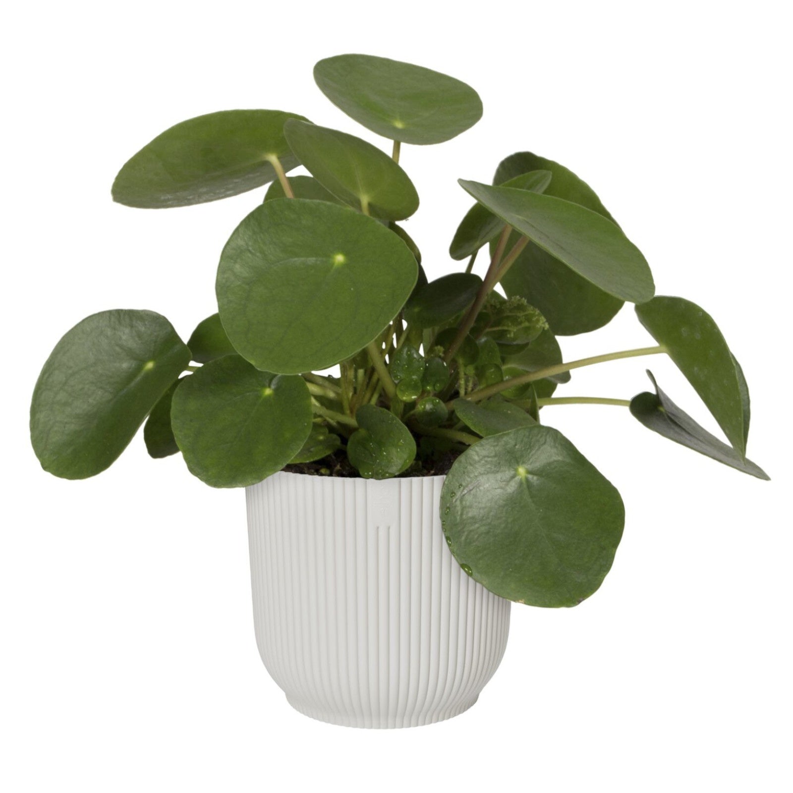 Bloempot Elho vibes fold zijdewit