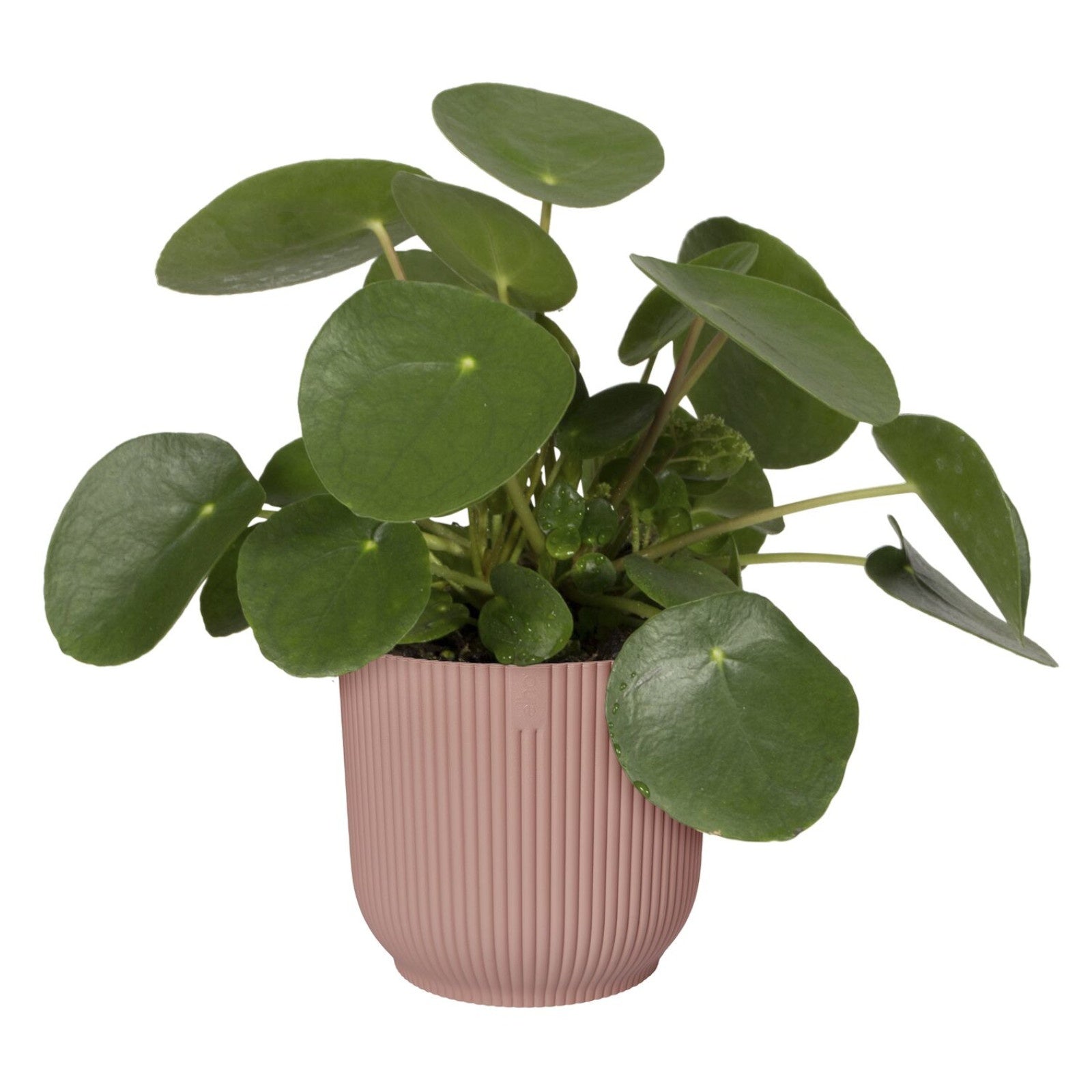 Bloempot Elho vibes fold rose