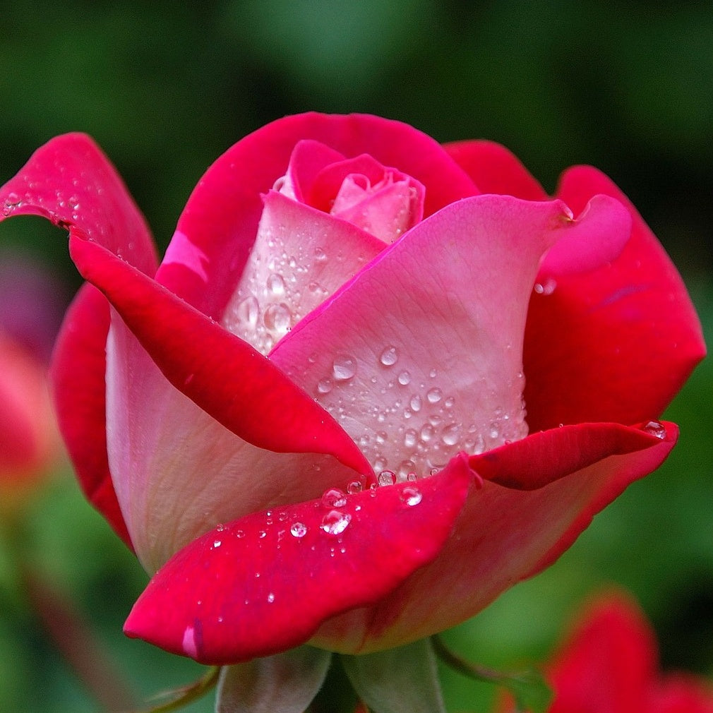 Roos 'Osiria' - Willemse