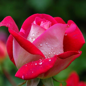 Roos 'Osiria' - Willemse