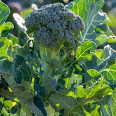 Broccoli Atlantis F - Willemse
