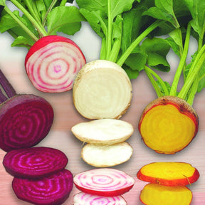 Rode biet Mix 'Hullahup' - Beta vulgaris - Moestuin
