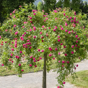 Rosa wichuraiana excelsa - Roos 'Exelsia' op stam - Rozen op stam