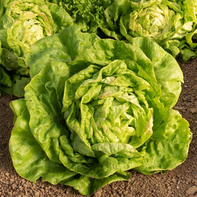 Lactuca sativa Reine de Mai - Kropsla 'May Queen' - Slazaden