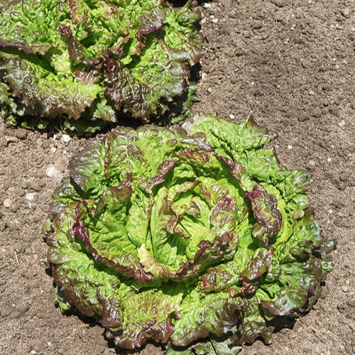 Rode ijsbergsla 'Rouge Grenobloise' - Lactuca sativa capitata rouge grenobloise - Willemse