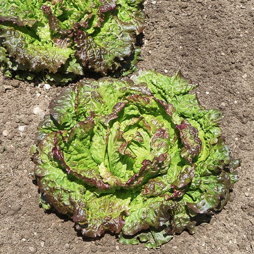 Lactuca sativa Blonde de Paris, Rouge grenobloise, Dorée de printemps - Batavia sla Mix 'Blonde de Paris' + 'Rouge Grenoble' + 'Doré de Printemps' - Slazaden