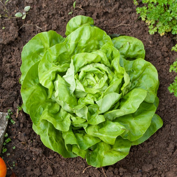 Kropsla 'Appia' - Lactuca sativa appia (10 g) - Moestuin