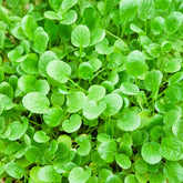 Tuinkers - Barbarea praecox - Willemse