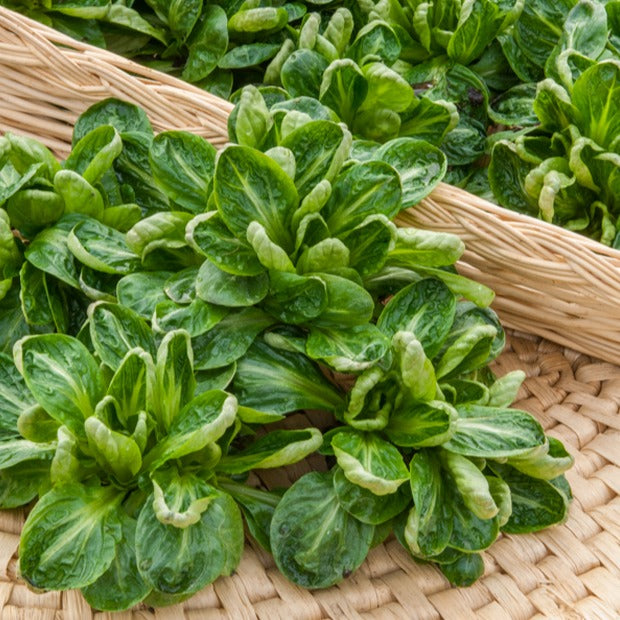 Kropsla 'Groene van Louviers' - Valerianella locusta coquille de louviers - Willemse