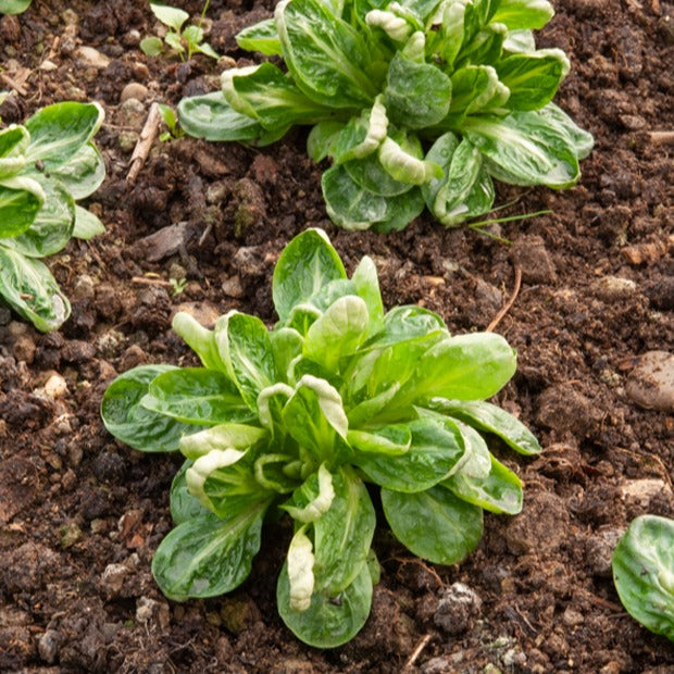 Kropsla 'Groene van Louviers' - Willemse
