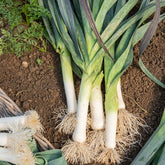 Winterprei 'Saint Victor' - Allium porrum d'hiver de saint victor - Zaden